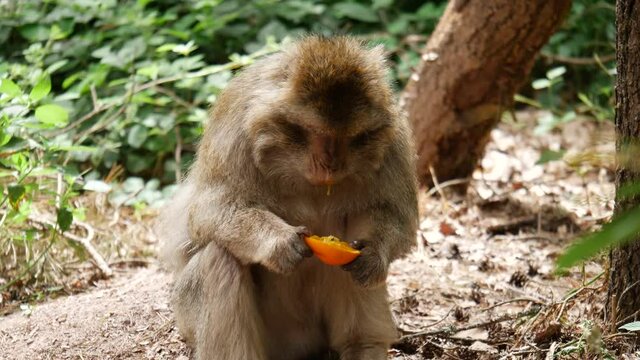 4k video of monkey eat a orange- family 50 fps