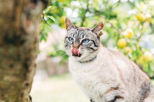 nice blue-eyed domestic cat licking itself up on a tree. pets concept