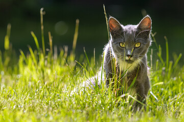 The cat in the backlight sits in the grass. Bokeh Copy spice for text