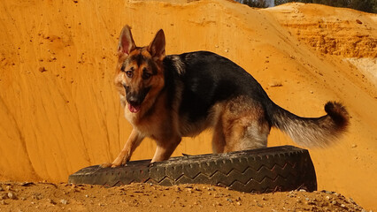 german shepherd dog in a car tire