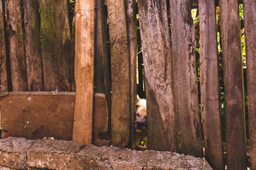 Fototapeta premium Dog trying to get out through a brown fence