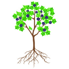 Fototapeta premium Fig tree with fruit and roots on a white background.