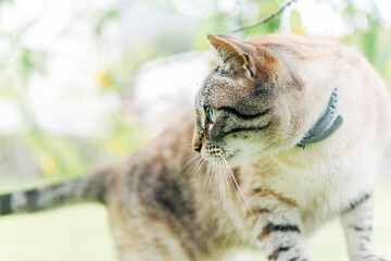 nice blue-eyed domestic cat with flea collar on a tree. pets concept