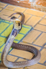 A cobra hooding and growling on the floor. The monocled cobra (Naja kaouthia), also called monocellate cobra, is a deadly venomous snake in the family of viper snake. Siamese cobra, Monocled cobra.