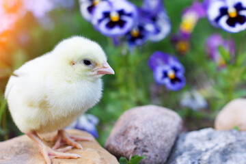a small, newborn, chicken sits on a stone against a background of bright blue flowers. pansies. The photo is horizontal. artistically crafted. selective focus.