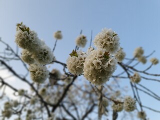 white flowers on blue sky