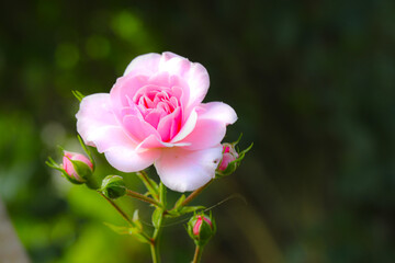 Obraz premium Traumrose