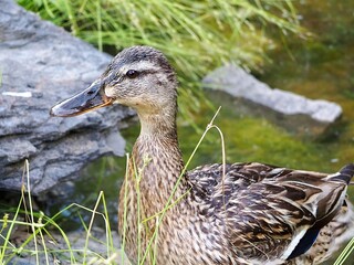 duck on the water