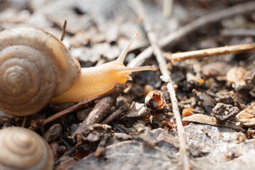 Grape snail. Image of snail closeup. Snail creeps on ground.
