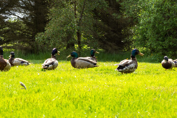 ducks in the grass