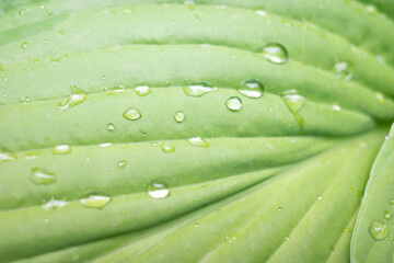Drops of water on a green leaf. Raindrops on a green leaf. Closeup