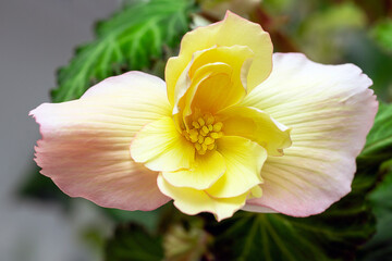 Gorgeous bright begonia flowers in the home interior