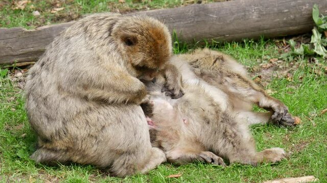 4k video of wild monkey - family 50 fps
