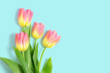 Pink tulips on blue background, springtime bouquet, free space for text