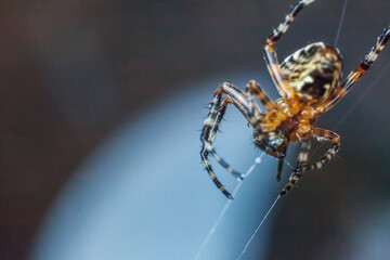Arachnophobia fear of spider bite concept. Macro close up spider on cobweb spider web on blurred blue background. Life of insects. Horror scary frightening banner for halloween.