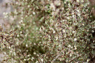 Flores