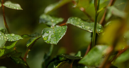 Closeup of waterdrops rolling on green leaves in the garden after rain