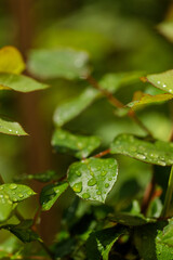 Fototapeta na wymiar Closeup of waterdrops rolling on green leaves in the garden after rain