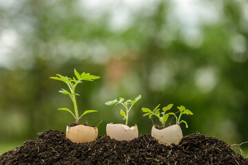 Young plant growing in egg shell in the garden