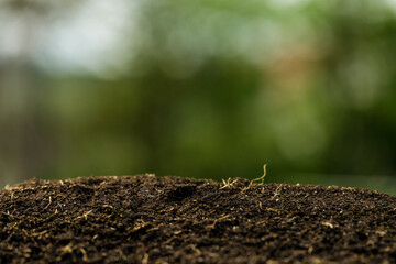 Planting young tomato plant in the garden