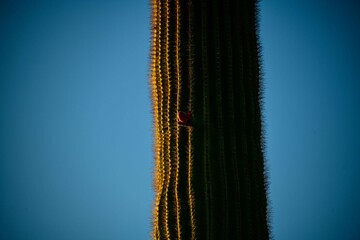 A Saguaro cactus in bloom in the Arizona Sonoran desert.