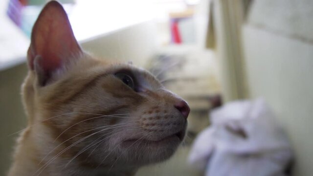 Indian billi breed also known as Indian common cat