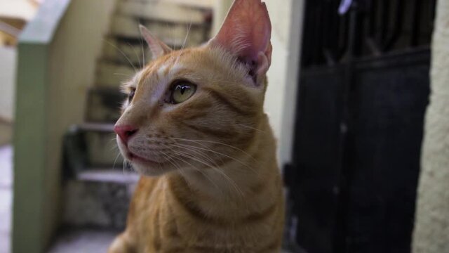 Indian billi breed also known as Indian common cat