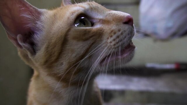 Indian billi breed also known as Indian common cat