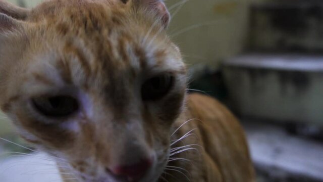 Indian billi breed also known as Indian common cat