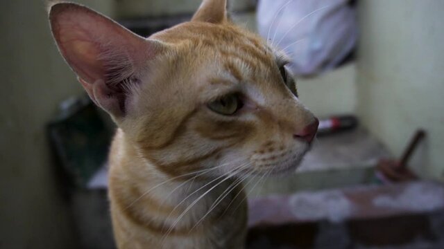 Indian billi breed also known as Indian common cat