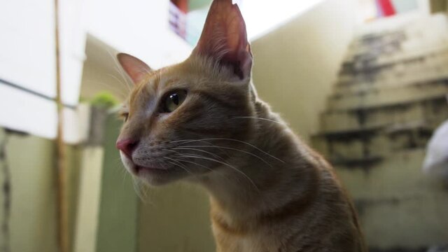Indian billi breed also known as Indian common cat