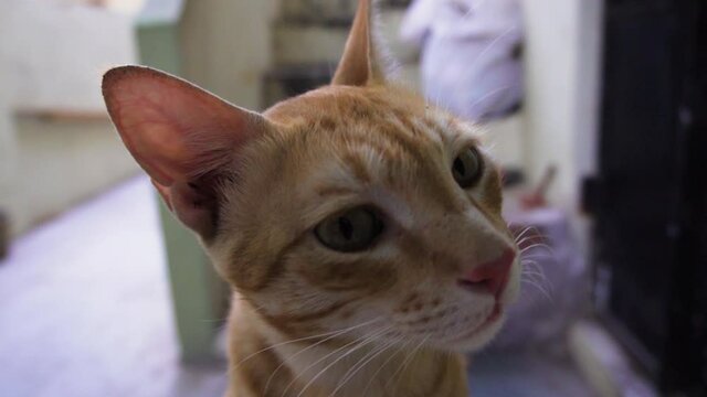 Indian billi breed also known as Indian common cat