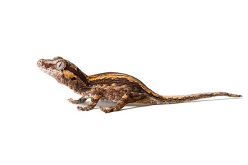 Gargoyle gecko isolated on a white background