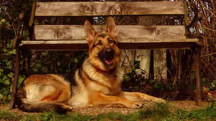 german shepherd dog sitting under a bench at the park