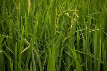Close up paddy rice plant.A young paddy gain in the field.Ready to harvest rice fields.Growing Paddy rice in Bangladesh.