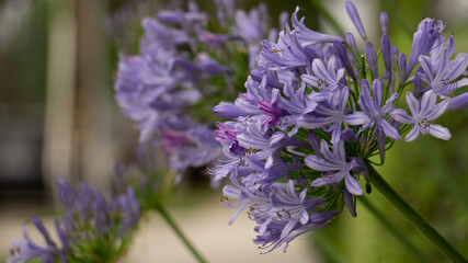 close up of lily on Nile on green background