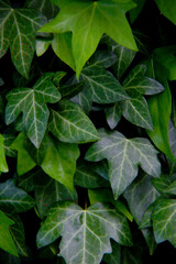 fresh green ivy leafs background