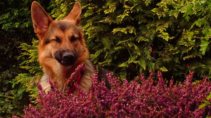 german shepherd dog sneezes through flowers