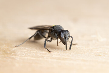 formiga voadora