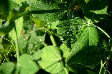 green leaves background with water drops in the morning sun. green pea plant with dew growing in the garden