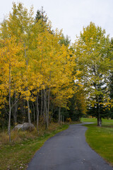 Naklejka premium pathway with autumn foliage, aspen, grass
