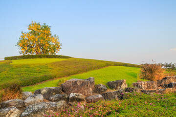 Beautiful landscape view of a Single Golden shower tree (Cassia fistula) on the small hill with green grass and ornamental stones. Golden shower, purging cassia, Indian laburnum, or pudding-pipe tree.