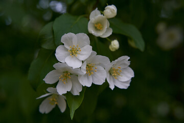 Fototapeta premium apple tree blossom