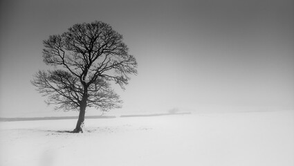 Black & White image of a lone tree in a snow covered field