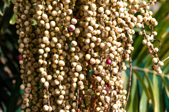 Frutos