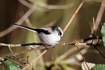 Long tailed tit perched in a tree enjoying some Spring sunshine