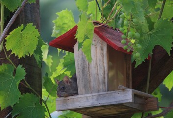 un loir sur la mangeoire