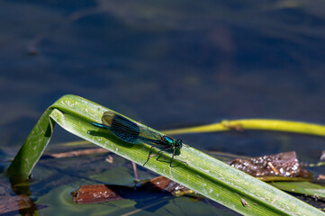Male banded demoiselle damselfly, Calopteryx splendens perched on a blade of reed