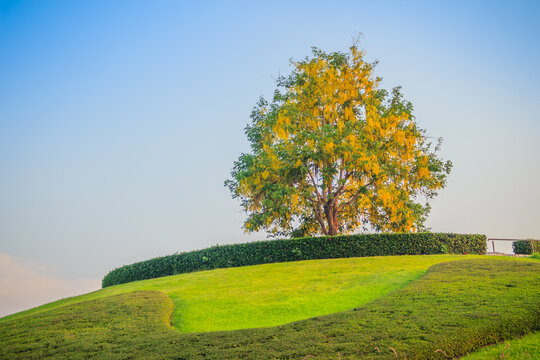 Beautiful landscape view of a Single Golden shower tree (Cassia fistula) on the small hill with green grass and ornamental stones. Golden shower, purging cassia, Indian laburnum, or pudding-pipe tree.