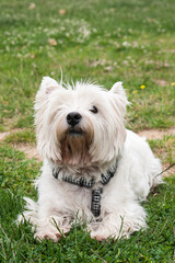 westy breed dog lying on the grass